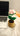 Knotsngifts Pink Rose Brown Mini Pot (Pack of 1)