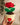 Rose pearl pot