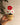 Red forget me not flower pot