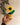 Sunflower mini pot