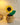 Sunflower mini pot