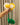 Combo of daisy curtain tie